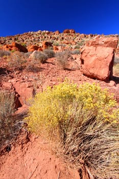Sparse vegetation grows amongst boulders at Grand Canyon National Park in Arizona.