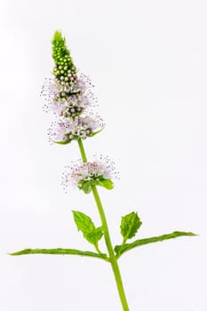fresh mint with flowers, isolated on white