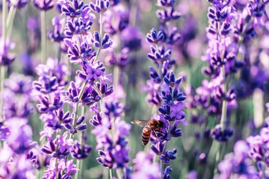 Lavender flower blooming scented fields in endless rows. Selective focus on Bushes of lavender purple aromatic flowers at lavender field. Abstract blur for background.