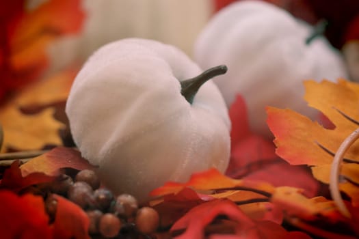 HDR photo of white Pumpkins on leafs. High quality photo