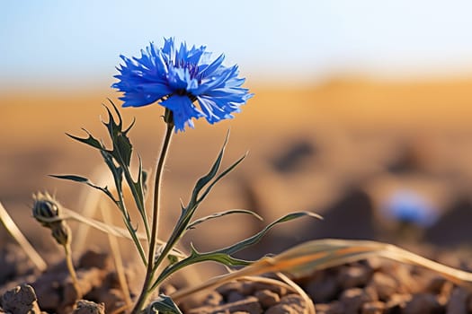 Blue cornflowers in a field close-up. Cornflowers in a summer field.