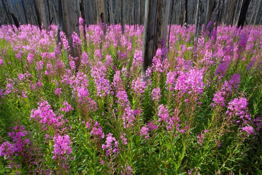 Profusion of bright pink Fireweed wildflowers in a burnt forest