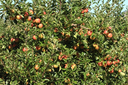 Ripe fruit in apple orchard