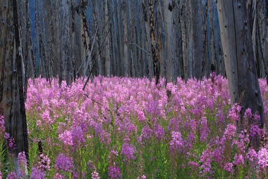 Profusion of bright pink Fireweed wildflowers in a burnt forest, Canadian Rocky Mountains