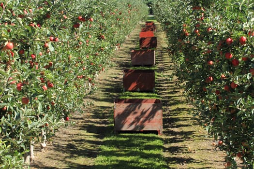 Fruit ripe for the picking in an apple orchard