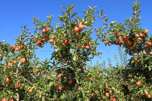 Fruit ripe for the picking in an apple orchard