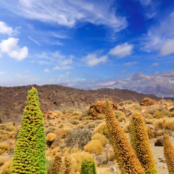 Echium wildpretii Red Tanajiste Rojo flower plant in Teide National Park of Tenerife