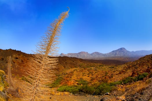 Echium wildpretii Red Tanajiste Rojo flower plant in Teide National Park of Tenerife