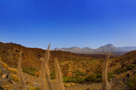 Echium wildpretii Red Tanajiste Rojo flower plant in Teide National Park of Tenerife