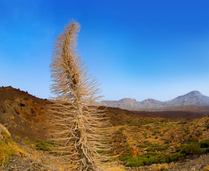 Echium wildpretii Red Tanajiste Rojo flower plant in Teide National Park of Tenerife