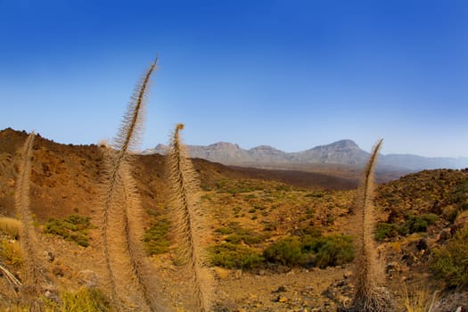 Echium wildpretii Red Tanajiste Rojo flower plant in Teide National Park of Tenerife