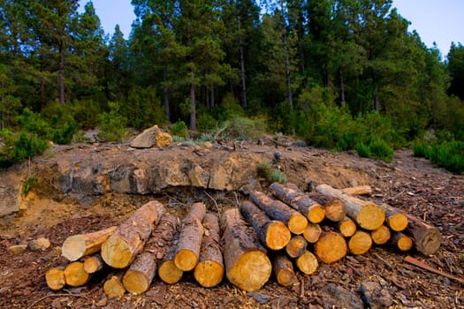 pine tree felled for timber industry in Orotava Tenerife