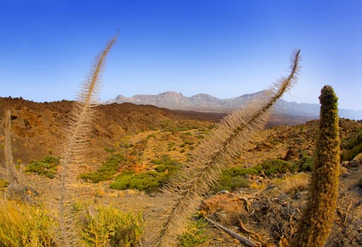 Echium wildpretii Red Tanajiste Rojo flower plant in Teide National Park of Tenerife