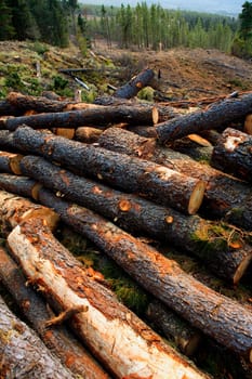 pine tree felled for timber industry in Orotava Tenerife