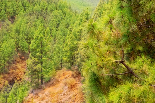 Arafo Corona Forestal in Teide National Park at Tenerife with Canary Pine