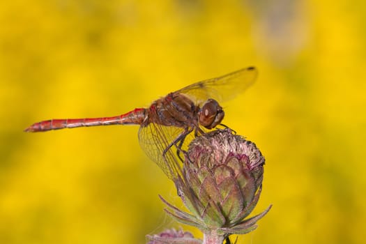 Red Heather Dragonfly