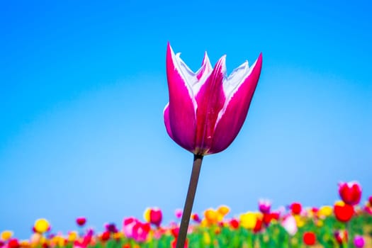 Spring field with blooming colorful tulips