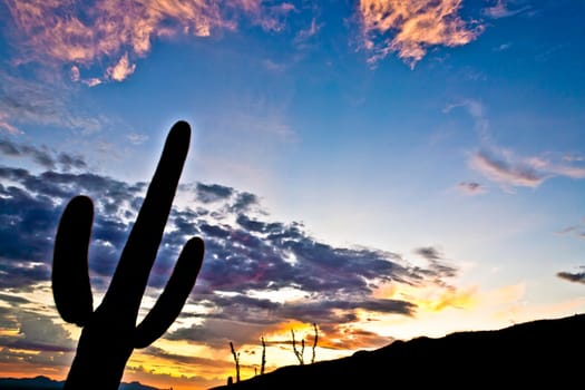 silhouette of cactus in Desert sunset lit sky