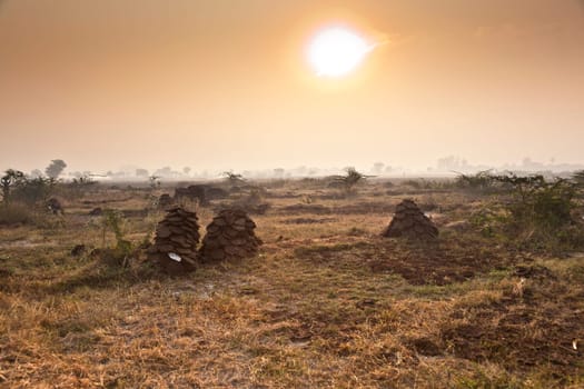 fields with trees in morning fog in India