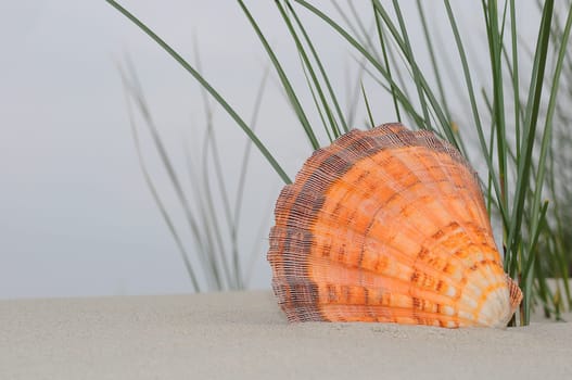 Shell