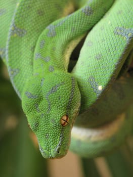Snake green tree python