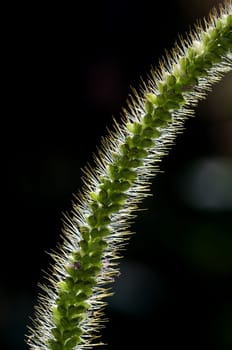 flower seeds and thorns in backlight