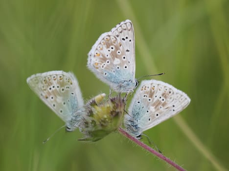 Three silver-green blues (Polyommatus coridon)