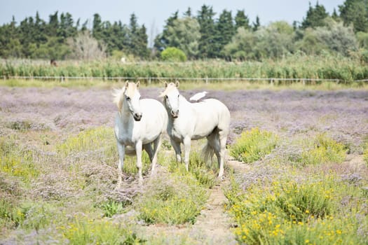 Camargue Horse