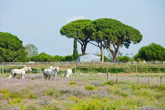 Camargue Horse