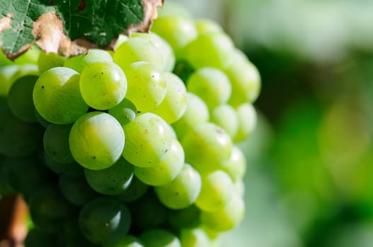 Müller-Thurgau