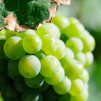 Müller-Thurgau