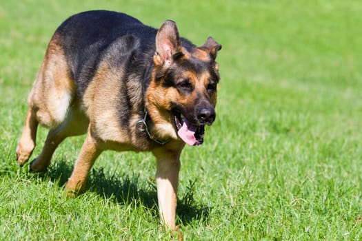 German shepherd dog