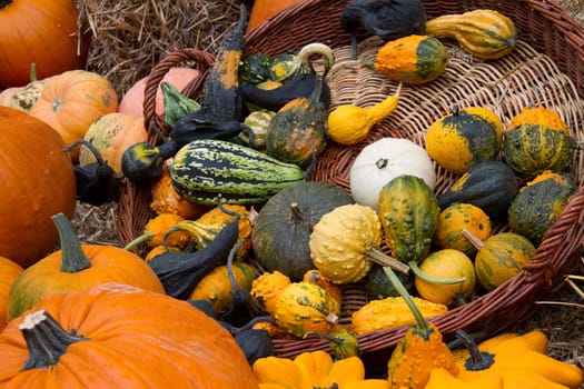 Pumpkins in a basket