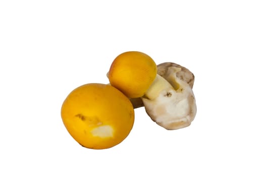 Yellow mushroom, mushroom local region of Thailand.