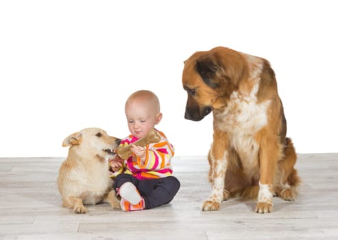 Little baby sitting on the floor flanked by the two family pets feeding one dog a chewy bone watched enviously by another