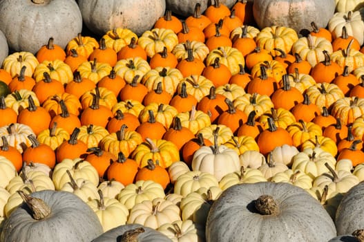 Colorful pumpkins