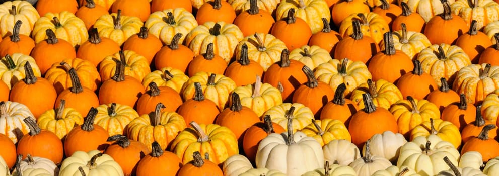 Colorful pumpkins