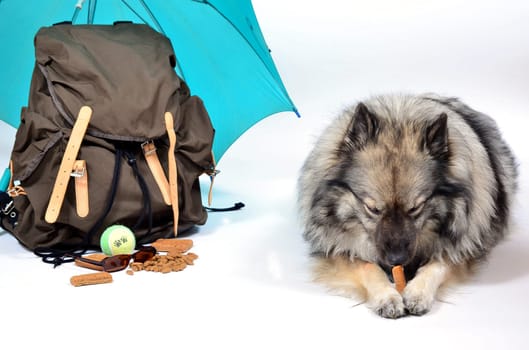 Holidays with your dog