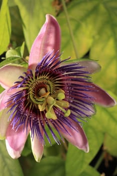 Passionflower
