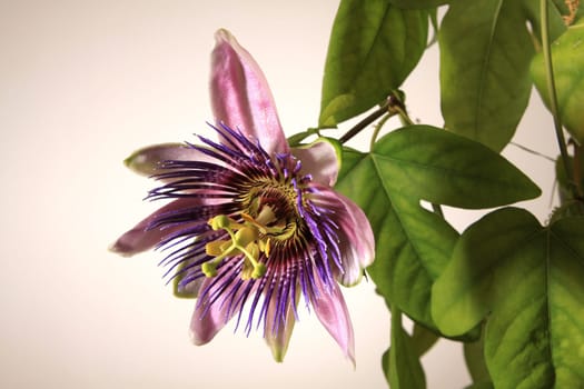 Passionflower