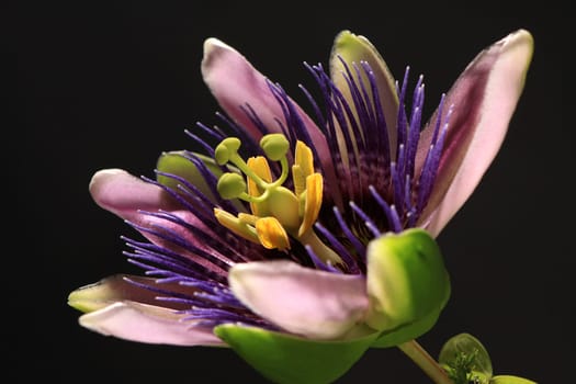 Passionflower