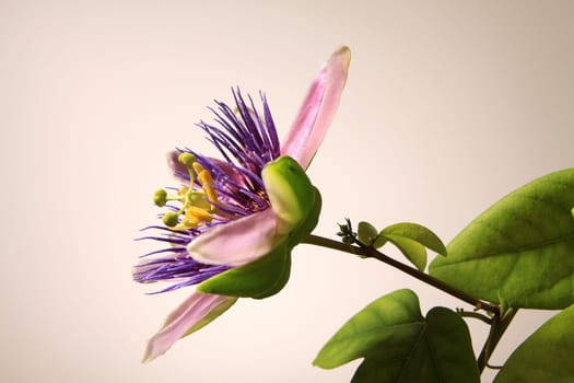 Passionflower