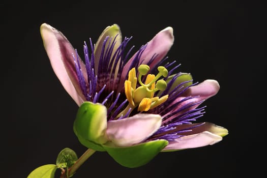 Passionflower