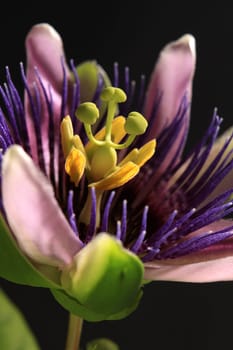 Passionflower
