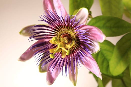Passionflower