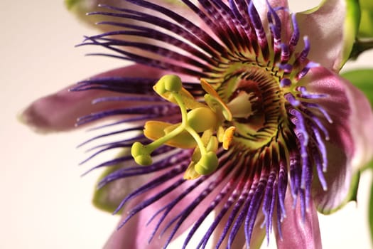 Passionflower
