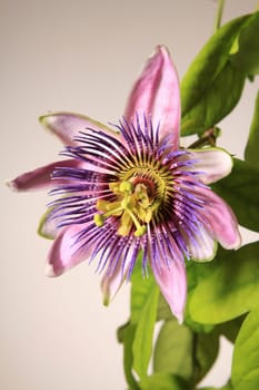 Passionflower