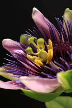 Passionflower