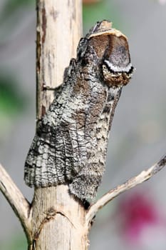 Willow Borer Butterfly