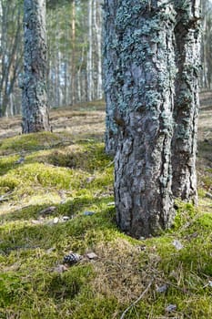 Trunks of pines in a wood, a close up